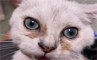 猫咪泪痕特别严重怎么办