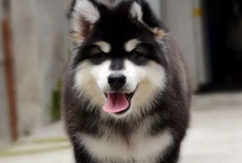 预防阿拉斯加犬皮肤病？如何预防？
