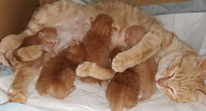 猫咪生了孩子为什么会吃掉小猫