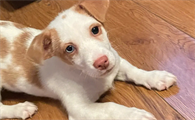 狗狗几个月开始认主人?