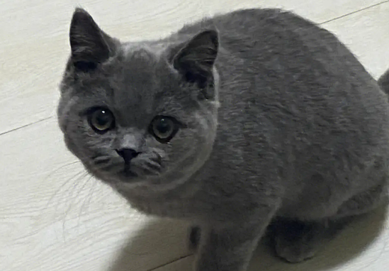 英短蓝猫怎么养胖的快？秘诀是？