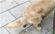 狗狗拉血第二天就死了