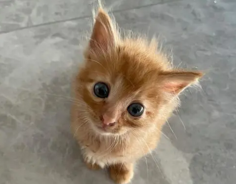 橘猫越打越凶怎么办？该不该继续呢？