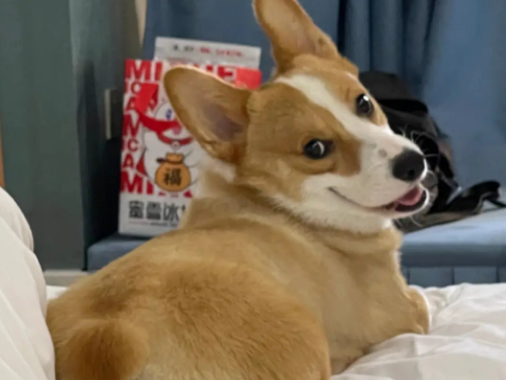 你有孩子，不知道养什么狗？这几种狗一定有你想要的