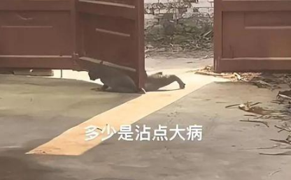 听到声响，跑去一看语塞了，是有啥猫病吗？