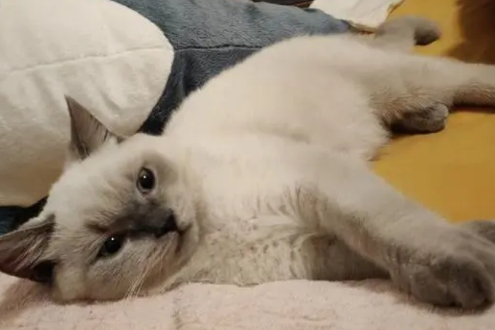猫咪趴身上咕噜咕噜