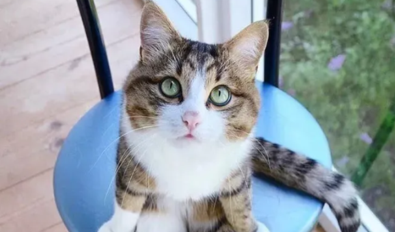 觉得猫狗脏是洁癖吗