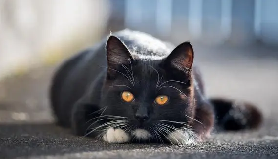 黑猫不能养尤其是白爪子的 黑猫不能养尤其是白爪子的
