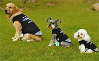 中型犬的标准尺寸