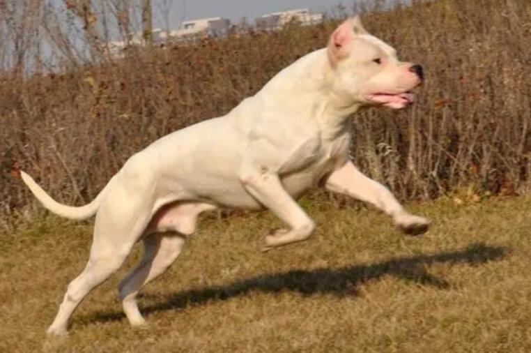 杜高犬怎么训练?训练技巧大揭秘! 杜高犬怎么训练?训练技巧大揭秘!