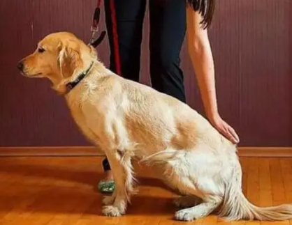 狗狗为什么走两步就要坐下来