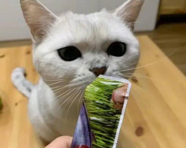 猫咪只吃猫条能活吗