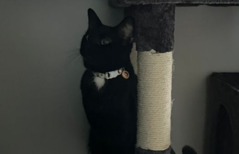 猫咪因太黏人竟被退养，网友霸气领养！