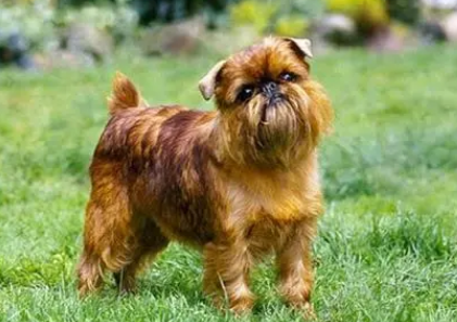 布鲁塞尔格里芬犬拉稀怎么办?主人该怎么做? 布鲁塞尔格里芬犬拉稀怎么办?主人该怎么做?