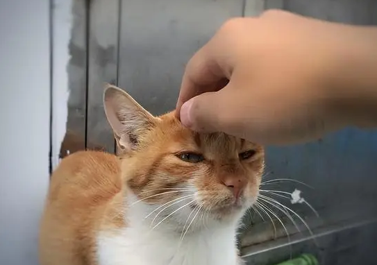 打猫的头会怎么样