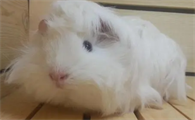 荷兰猪会和人有感情吗？下文告诉你。