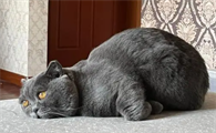 猫咪老是撅着身子还一直叫