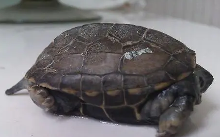 乌龟身体肿胀