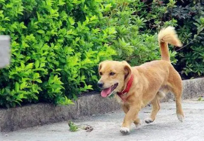 为什么狗狗走路有点斜着呢