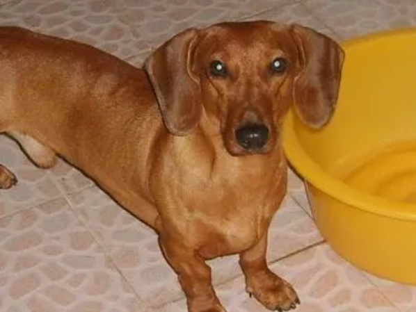 腊肠犬会随便跟人走吗