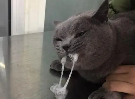 小猫吐白沫拉稀是怎么回事