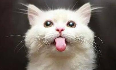 小猫跟狗似的伸舌头哈气