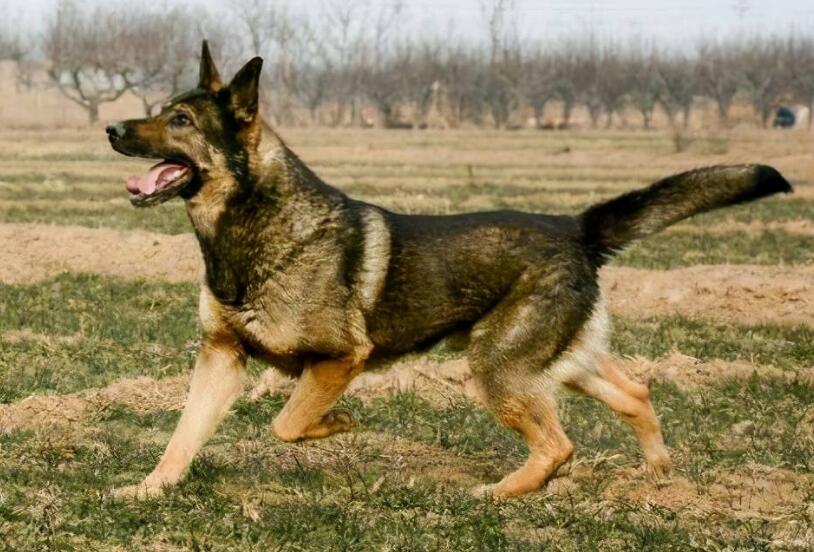 昆明犬夏季饮食要注意什么?看这个就够了! 昆明犬夏季饮食要注意什么?看这个就够了!