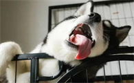 狗狗舌头为什么突然变黑了