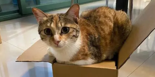 猫咪丢失怎样快速寻找 猫咪丢失怎样快速寻找