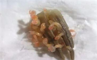 飞蟹前爪子会有寄生虫吗