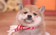 柴犬挑选规范,新手必读!