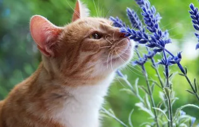猫咪为什么喜欢舔花