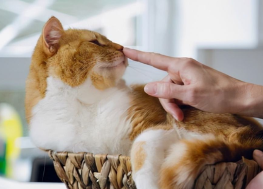 猫咪为什么攻击主人手心呢