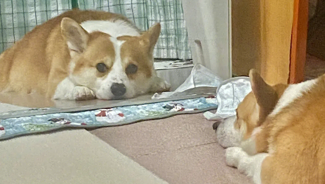 为什么狗狗爱看镜子 为什么狗狗爱看镜子