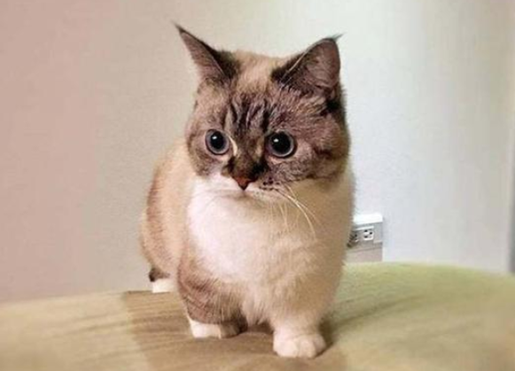养矮脚猫的好处和坏处