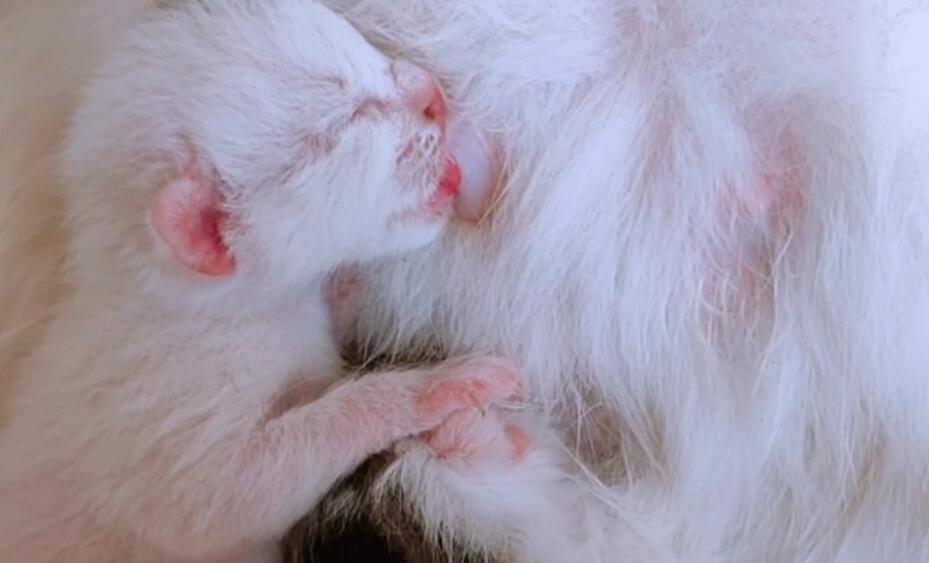 怎样判断猫崽吃到奶了