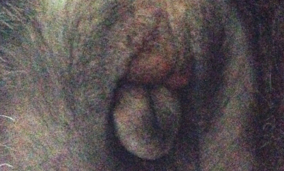 狗狗尿道口有点红是怎么了