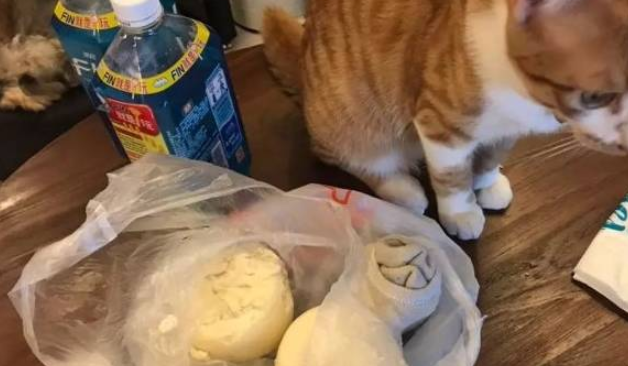 买了鸡爪回来，猫：这么少不够我塞牙缝！