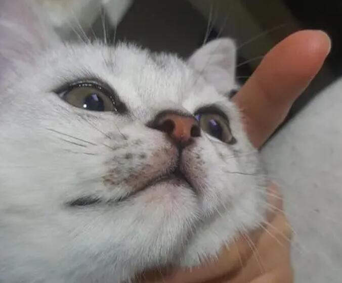猫咪为什么会被真菌感染呢
