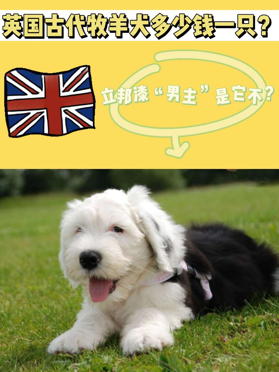 立邦漆广告男主-英国古代牧羊犬多少钱一只