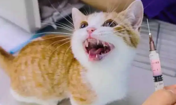 猫五六个月了没打疫苗