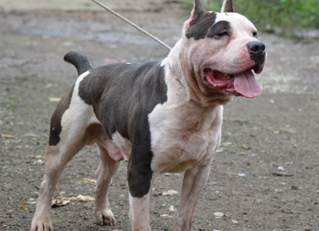 斯塔福犬的优点和缺点 斯塔福犬的优点和缺点