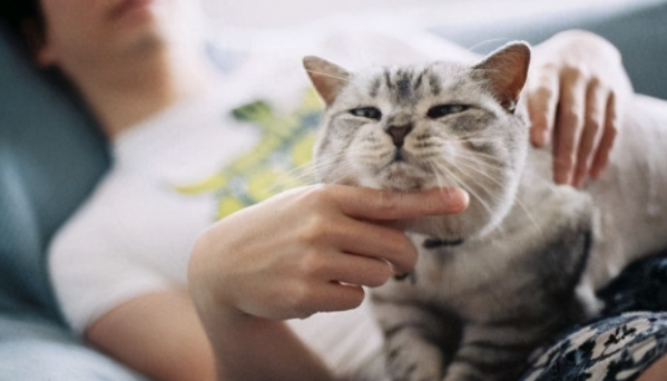 买不起猫粮用什么代替好呢? 买不起猫粮用什么代替好呢?