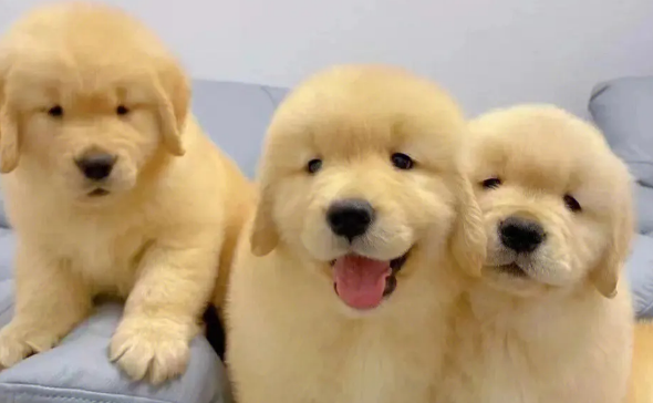 金毛幼犬多少钱一只纯种 金毛幼犬多少钱一只纯种