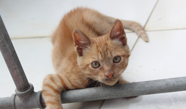 两个月的土猫不吃食一直叫是怎么回事？