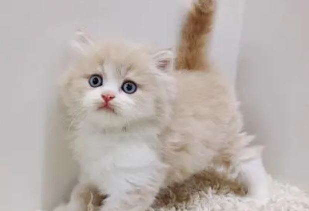 乳白高地是什么品种猫？来看看吧