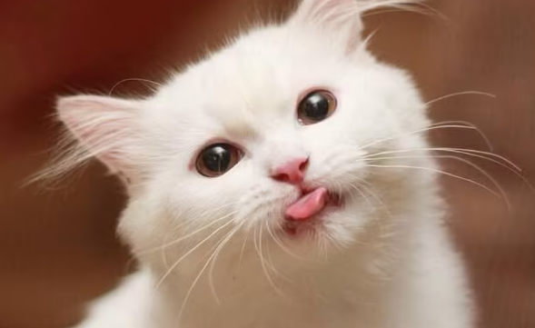 小猫舌头为什么有倒刺