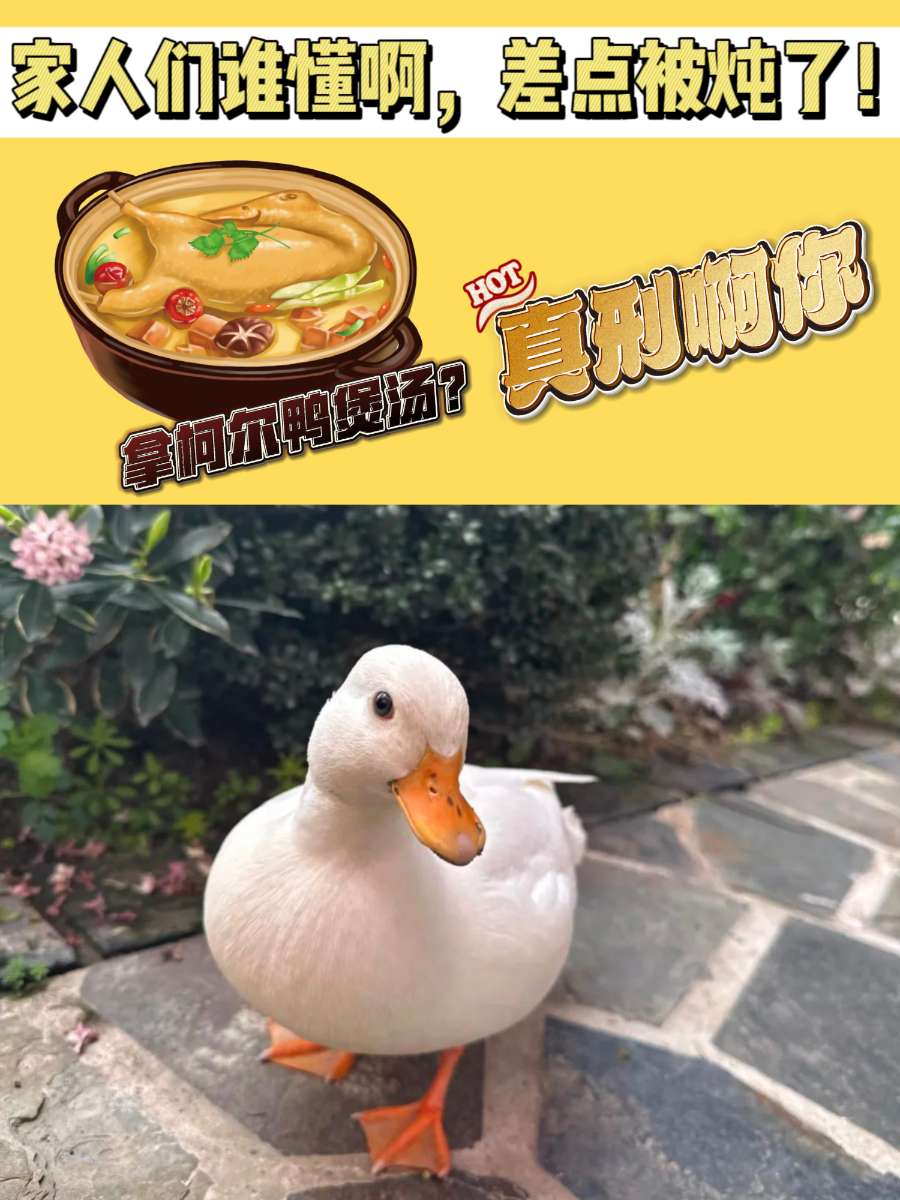 宠物鸭自家花园散步，差点“鸭命”不保