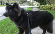 蓝湾牧羊犬在哪里能买到