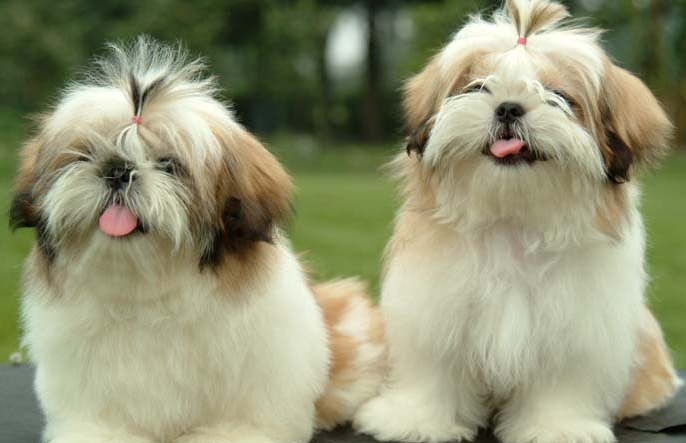 西施犬哪个颜色更纯